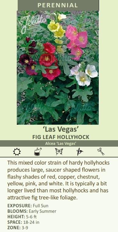 Alcea 'Las Vegas' shipped from Grower to your door