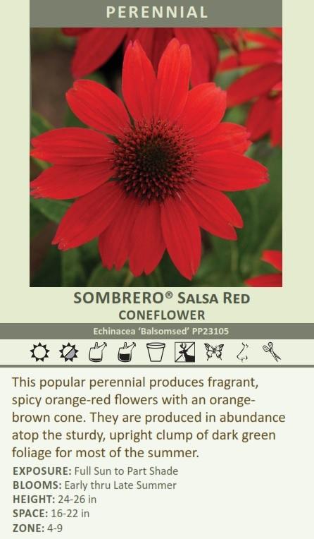 Echinacea SOMBRERO SALSA RED ('Balsomsed' PP23113.00) shipped from Grower  to your door