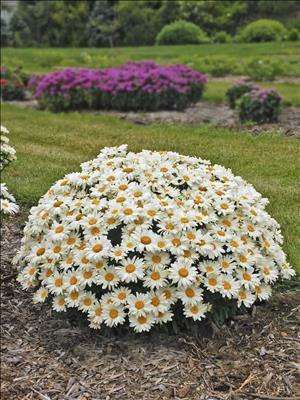 Daisy ꔛ‬ෆ様 Leucanthemum s. 'Whoops-a-Daisy' PPAF shipped from Grower to