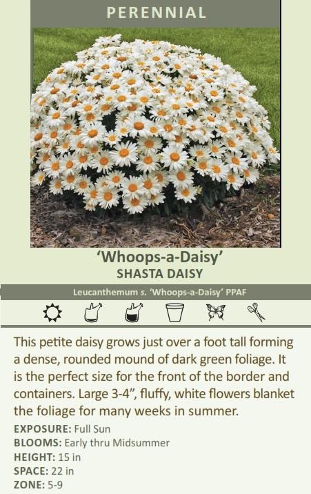 leucanthemum-superbum-whoops-a