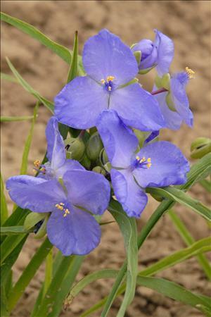 tradescantia-amethyst-kiss-tm-