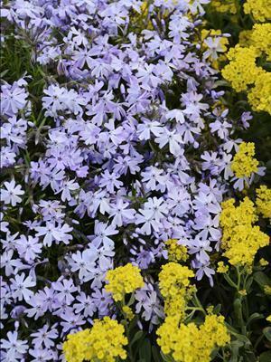 Phlox subulata Blue shipped from Grower to your door