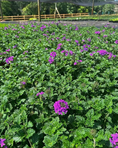 Verbena x. 'Homestead' Purple shipped from Grower to your door