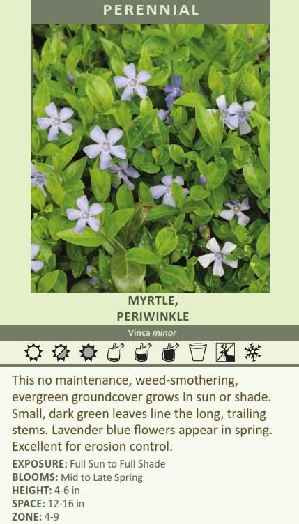 Vinca minor shipped from Grower to your door