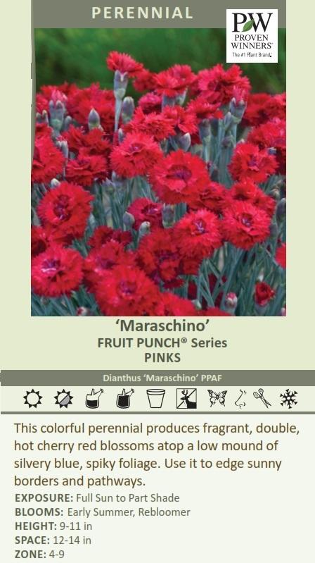 Dianthus 'Maraschino' shipped from Grower to your door