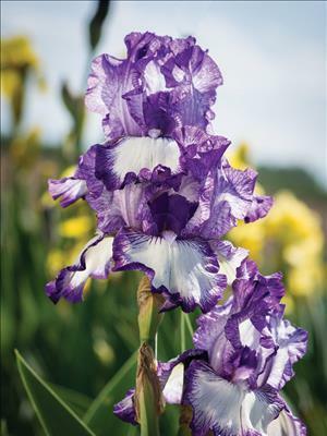 Iris 'Earl of Essex' shipped from Grower to your door