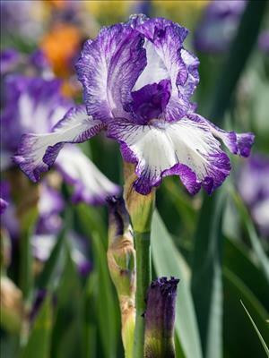 Iris 'Earl of Essex' shipped from Grower to your door