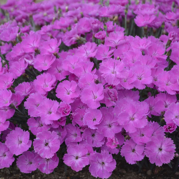 dianthus-paint-the-town-