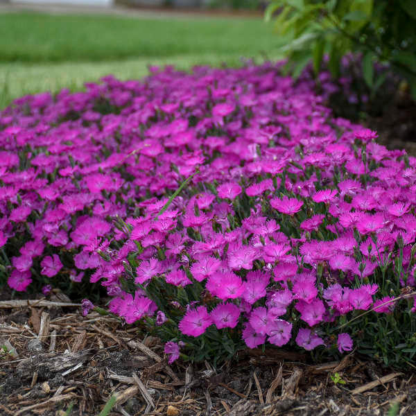 Dianthus 'Paint the Town Fuchsia'shipped from Grower to your door
