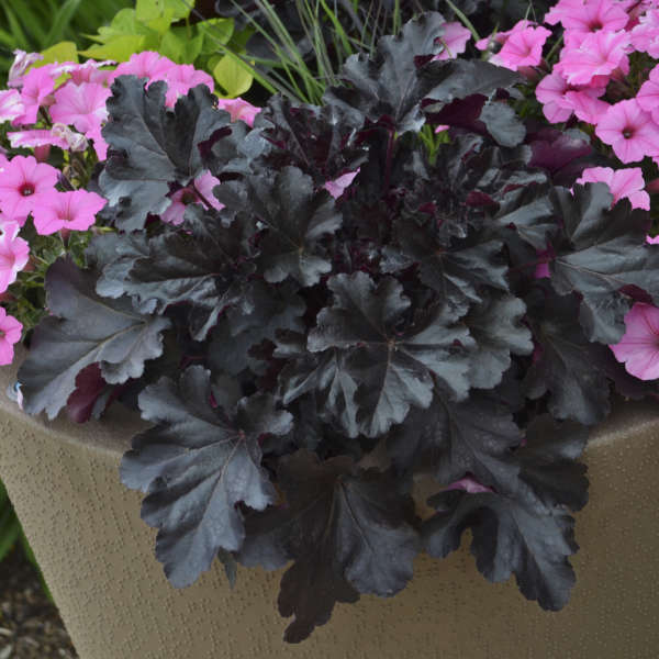 Heuchera 'Black Pearl' shipped from Grower to your door