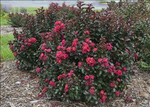 lagerstroemia-cherry-mocha-