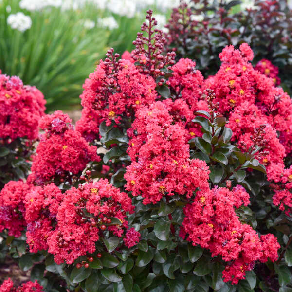 LAGERSTROEMIA 'Cherry Mocha' shipped from Grower to your door