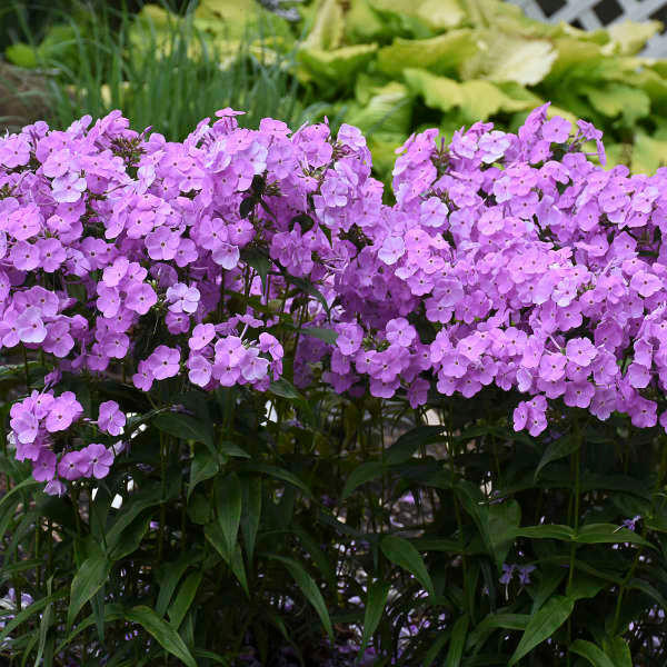 Phlox 'Fashionably Early Princess' shipped from Grower to your door