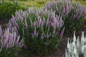 Veronica 'Pink Potion' shipped from Grower to your door