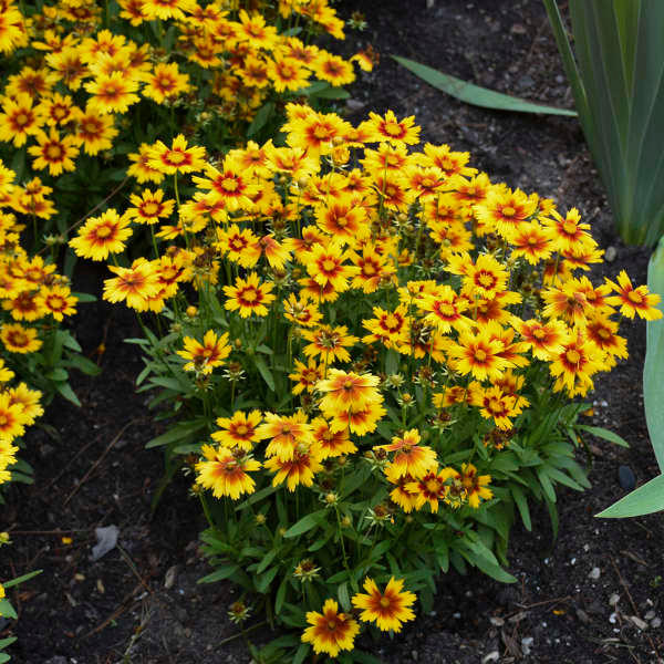 Coreopsis UPTICK GOLD & BRONZE shipped from Grower to your door