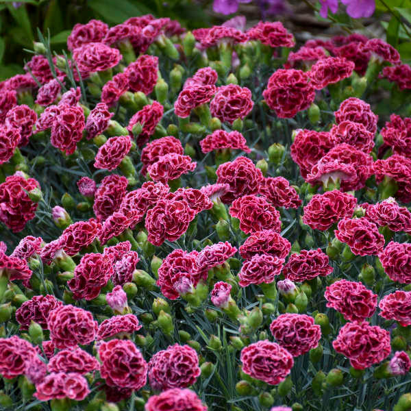 Dianthus 'Coconut Punch' shipped from Grower to your door