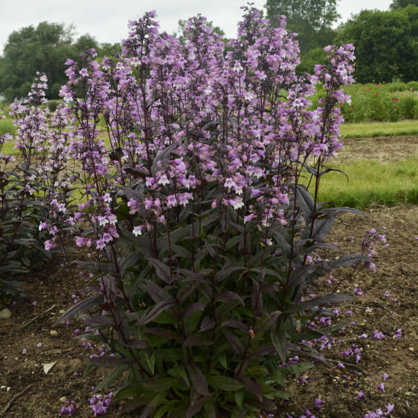 Penstemon 'Prairie Dusk' shipped from Grower to your door