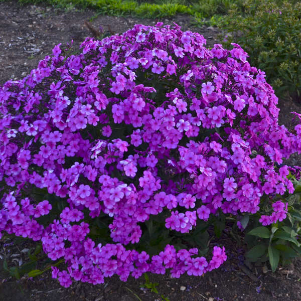 phlox-cloudburst-ppaf-25-br-