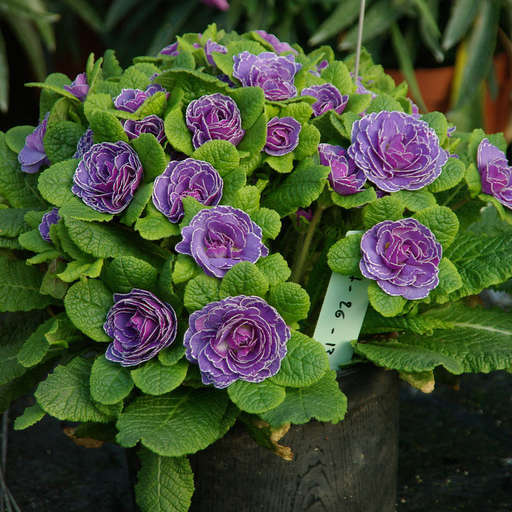 primula-belarina-amethyst-ice-