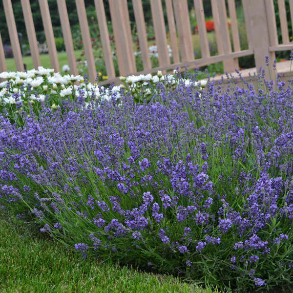 Lavandula a. 'Essence Purple' shipped from Grower to your door