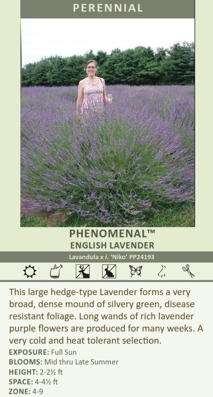 Lavandula x i. PHENOMENAL TM ('Niko' PP24193) shipped from Grower