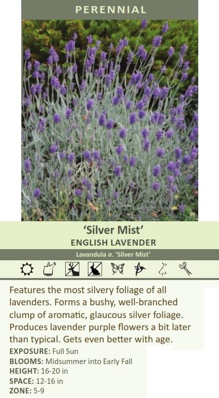 Lavandula a. 'Silver Mist' shipped from Grower to your door