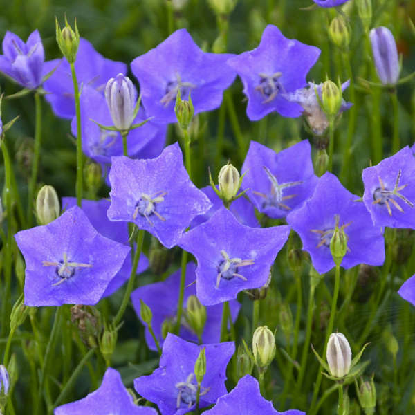 campanula-c-violet-teacups-