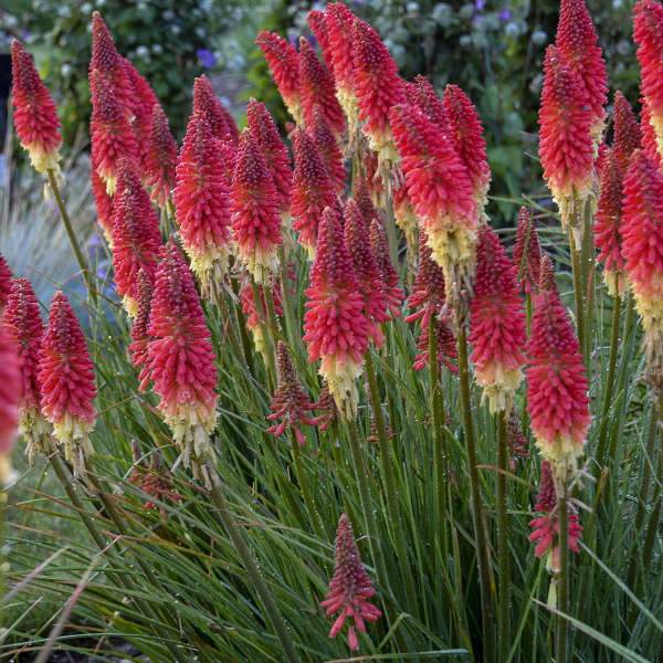 Kniphofia 'Rocket's Red Glare' shipped from Grower to your door