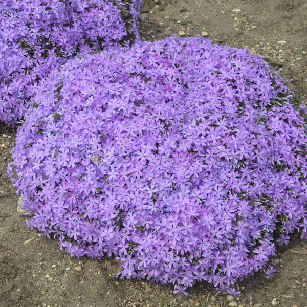 phlox-bedazzled-orchid-ppaf-25