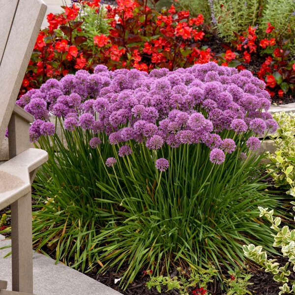 allium-serendipity-pp32023-25-