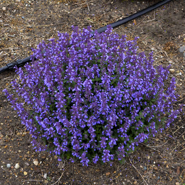 Nepeta 'Cat's Pajamas' shipped from Grower to your door