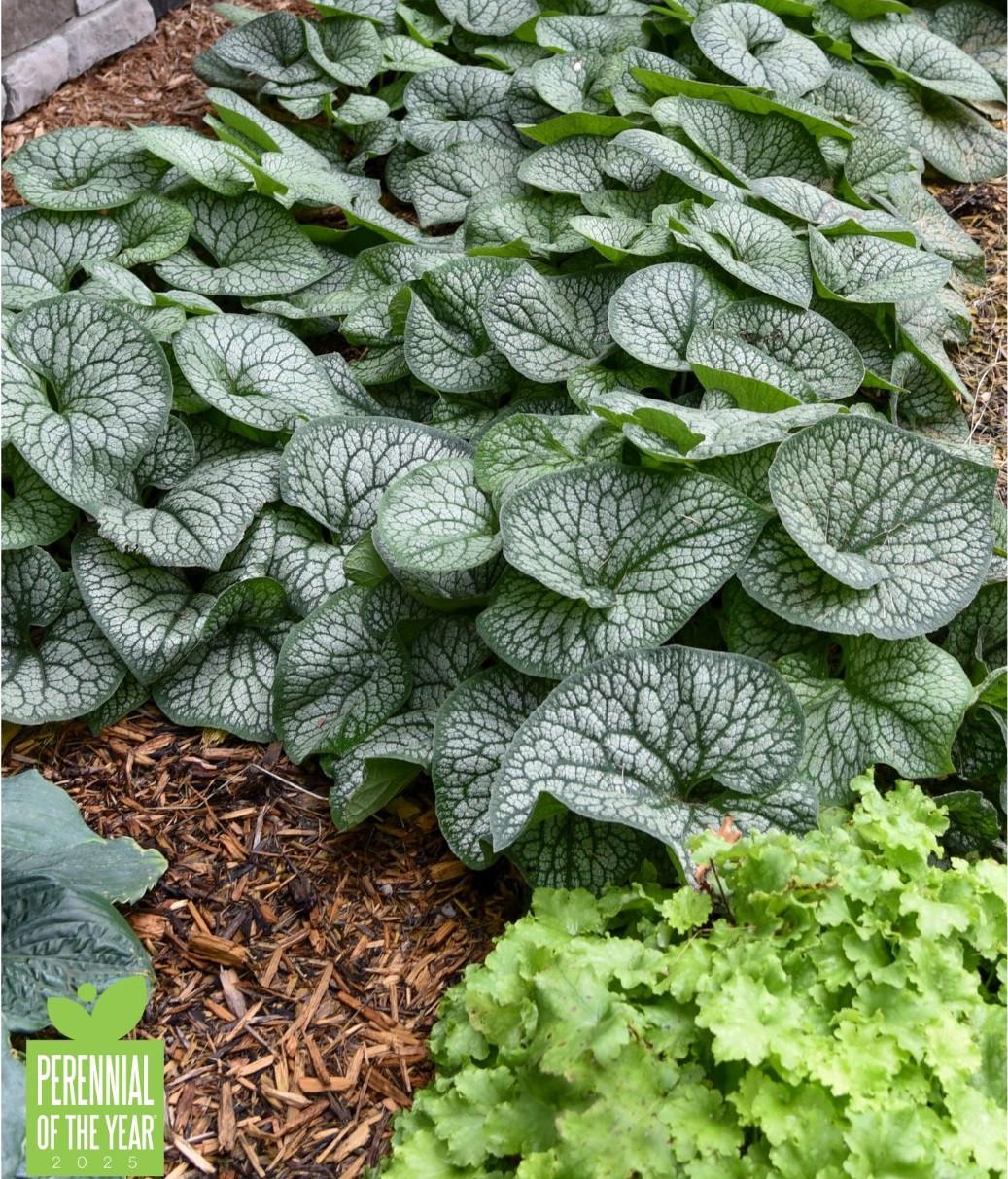 brunnera-m-jack-of-diamonds-