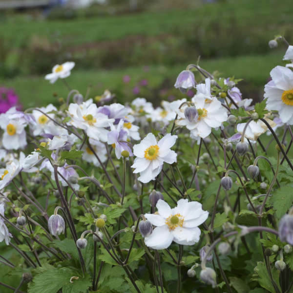 Anemone DREAMING SWAN shipped from Grower to your door