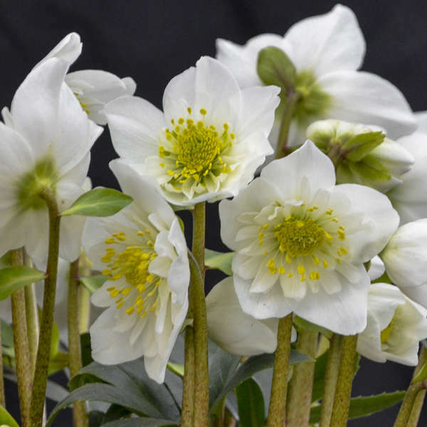 Helleborus Snowbells shipped from Grower to your door