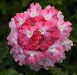 Verbena EnduraScape Pink Fizz shipped from Grower to your door