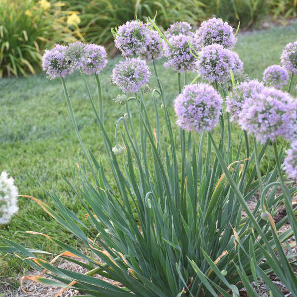 allium ☆ Van Zyverden Allium Giant Gladiator Set of 6 Bulbs Purple