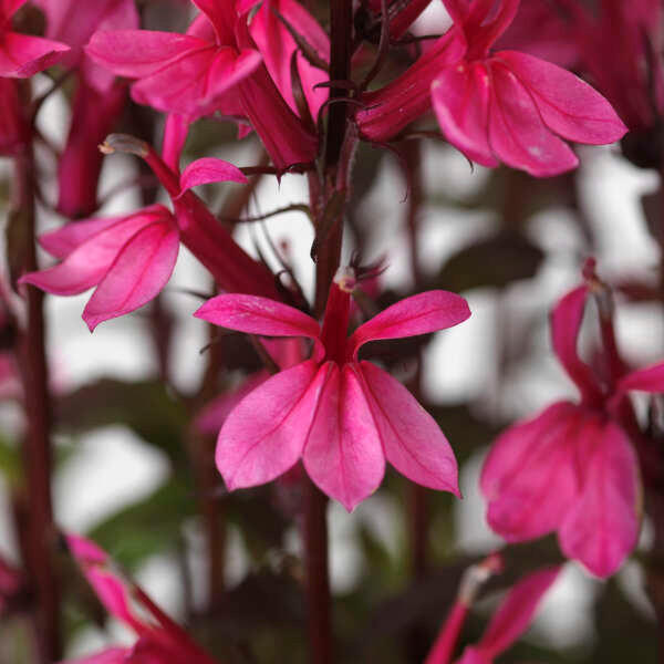 【速達付き@5680】バンプ ラブリーローズ Lobelia 'Starship™ Rose' seeds