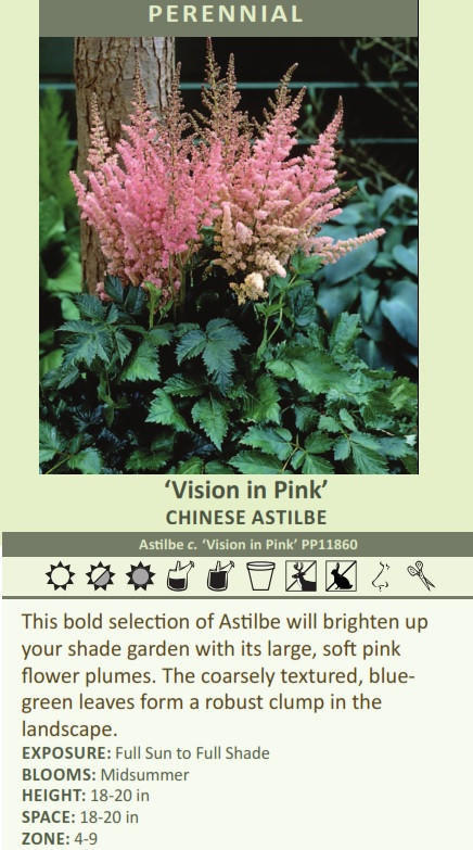 Astilbe chinensis 'Vision in Pink' shipped from Grower to your door