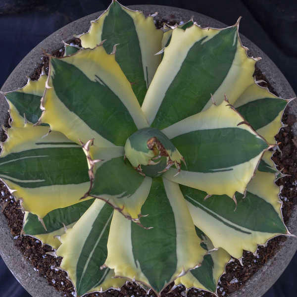 agave-t-snaggle-tooth-72ct-