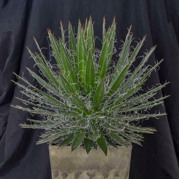 Agave Black Wido shipped from Grower to your door