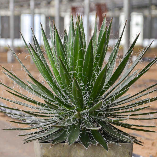 Agave schidigera ' Flush' 17 【公式通販】