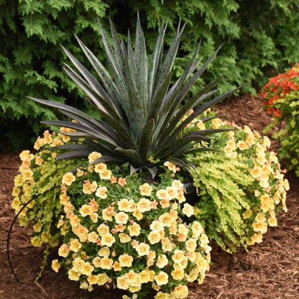 Mangave 'Pineapple Express' shipped from Grower to your door