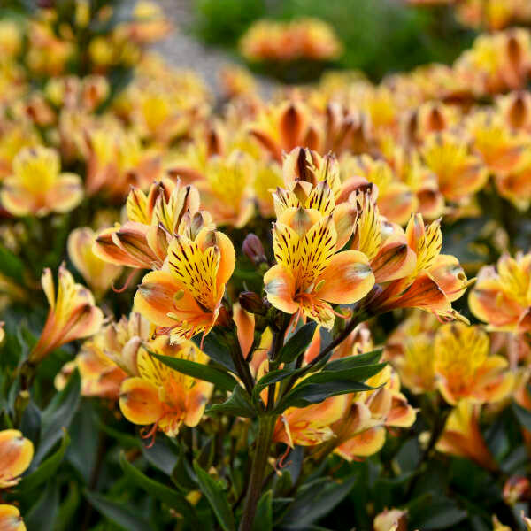 alstroemeria-summer-breeze-