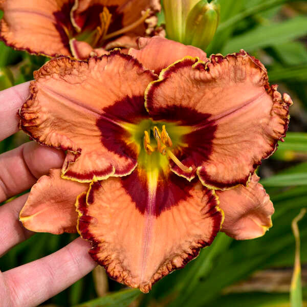 Daylily Fearfully and Wonderfully Made shipped from Grower to your