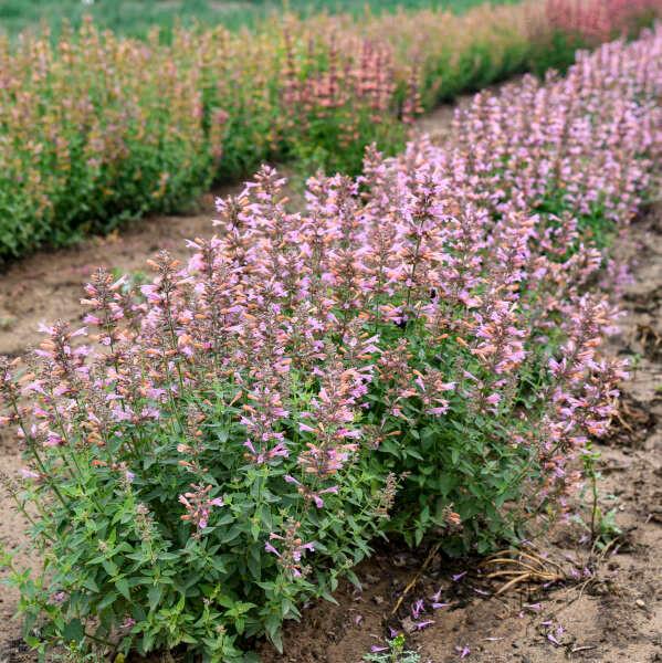 Agastache 'Pinky Pie' (30)ct Flat - Bloomin Designs Nursery