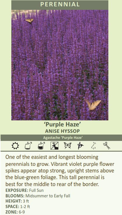 clusia water plant Clusia 'Princess'