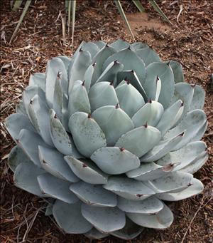Agave parryi ssp. truncata shipped from Grower to your door