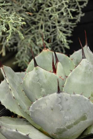 アガベ Agave parryi 'Border Guard'   99 Agave parryi 'Border Guard' 99（All about Agaves - Page 3