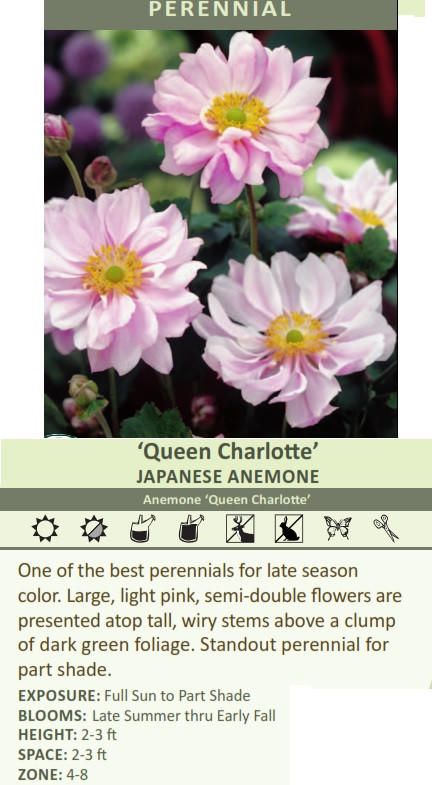 Anemone 'Queen Charlotte' shipped from Grower to your door