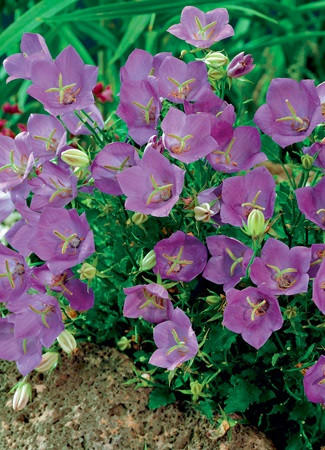 Campanula carpatica Clips Blue shipped from Grower to your door